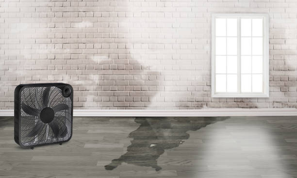 Best Mold removal after water damage  in Country Club Hls, IL